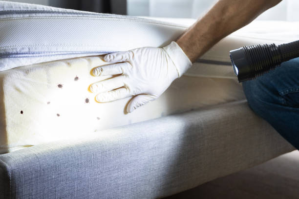 Best Local Pest Control Services  in Midfield, AL