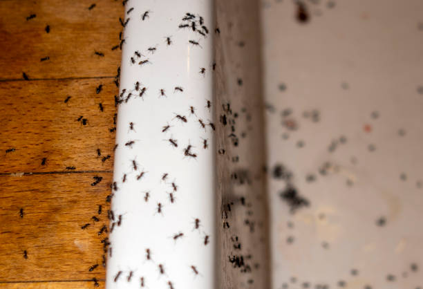 Best Insect Control  in Midfield, AL