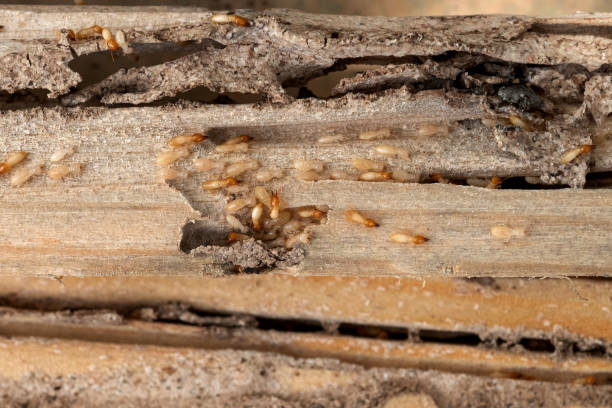 Pest Control Cost in Midfield, AL
